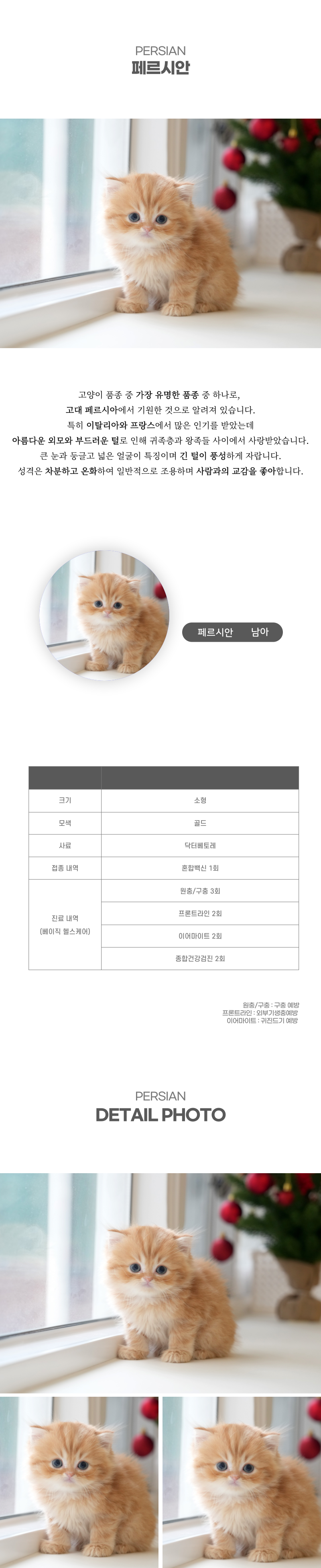 페르시안_상세이미지_2